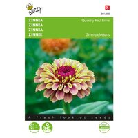 Zinnia queeny lime red 25zdn - afbeelding 1