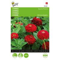 Zinnia scarlet flame 1g