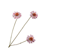 Zinniatak l64cm lavendel/roze