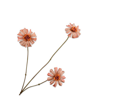 Zinniatak l64cm zalm