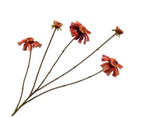 Zinniatak l89cm oranje/bruin