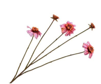 Zinniatak l89cm roze