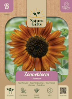 Zonnebloem avondzon 20st