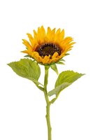 Zonnebloemsteel l45cm geel